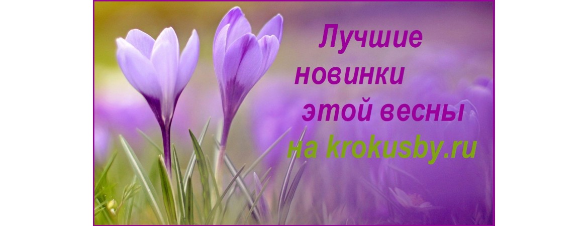Дорогие Друзья!