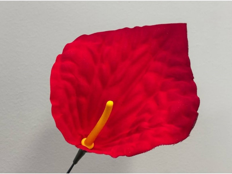 Антуриум большой бархат 200 (С КОМПЛЕКТОМ ТЫЧИНОК)