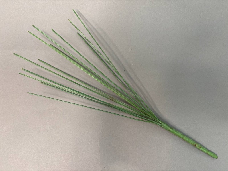 Подбукетник без листа  М13/44