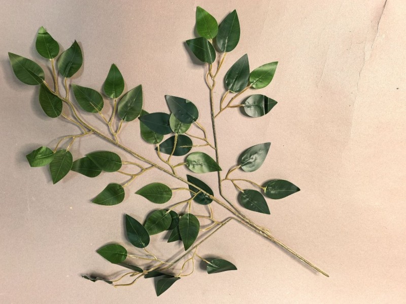 Ветка ритуальная фикуса двухцветная ЛВ20